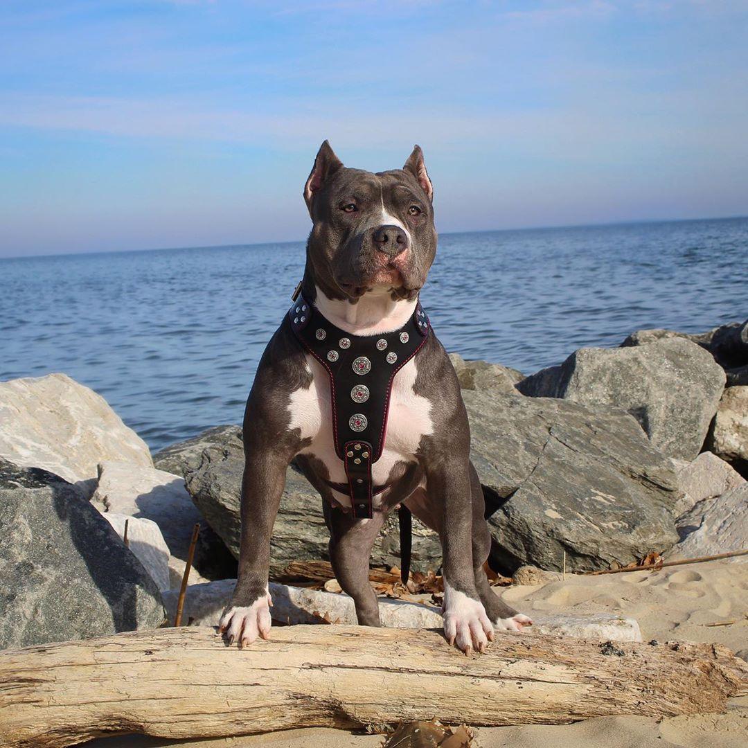 ”Bijou” hundsele i svart & rött för stora hundar